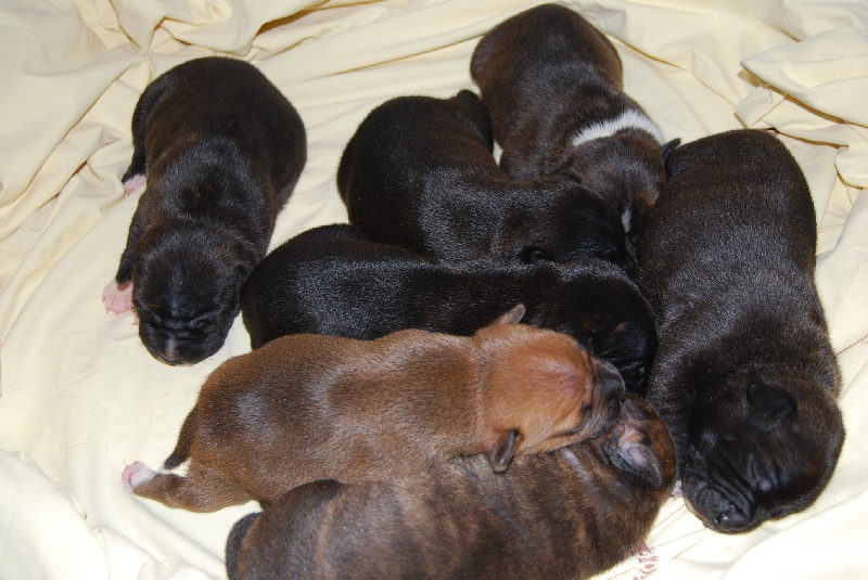 Des darkeesen - Staffordshire Bull Terrier - Portée née le 12/01/2011
